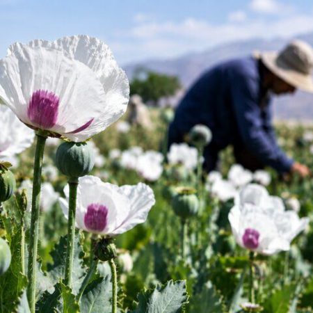 کشت شقایق الیفرا؛ راهی نوین برای ایجاد ۴ هزار شغل و ارزآوری